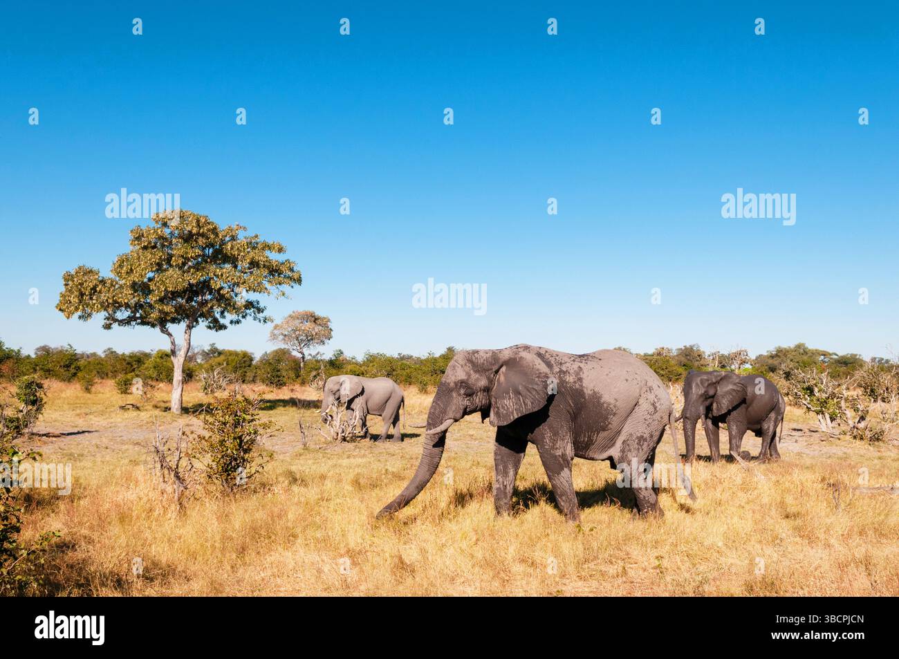 Éléphant d'Afrique (Loxodonta africana), trois éléphants errant à travers la savane, vue latérale, Botswana, delta de l'Okavango, zone de concession Khwai Banque D'Images