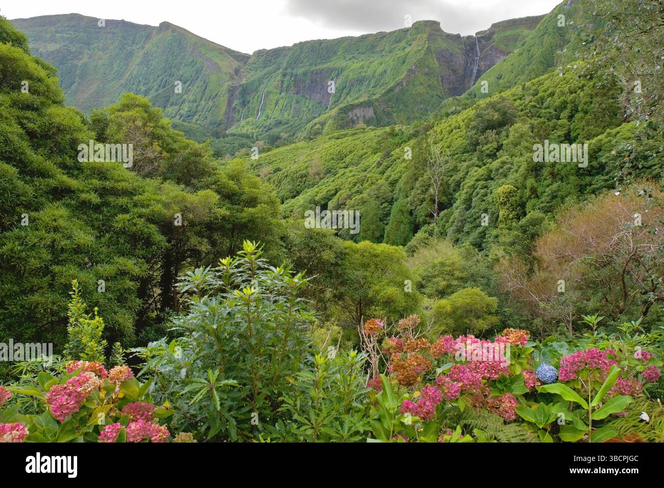 Paysage sur les Açores, Açores, Flores, Faja Grande Banque D'Images