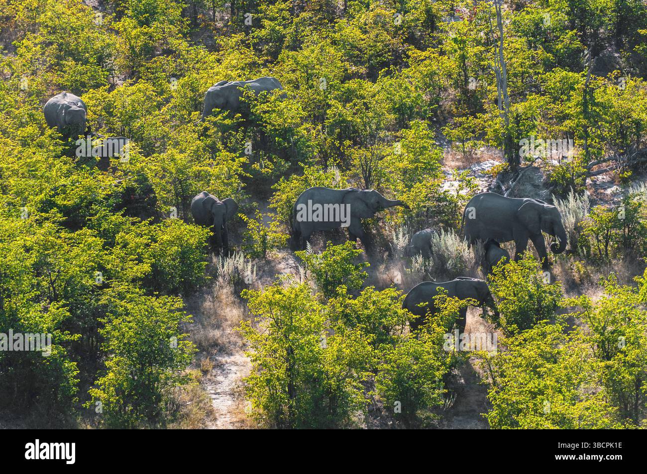 Éléphant d'Afrique (Loxodonta africana), troupeau d'éléphants errant dans les buissons de mopane, vue aérienne, Botswana, Delta de l'Okavango Banque D'Images