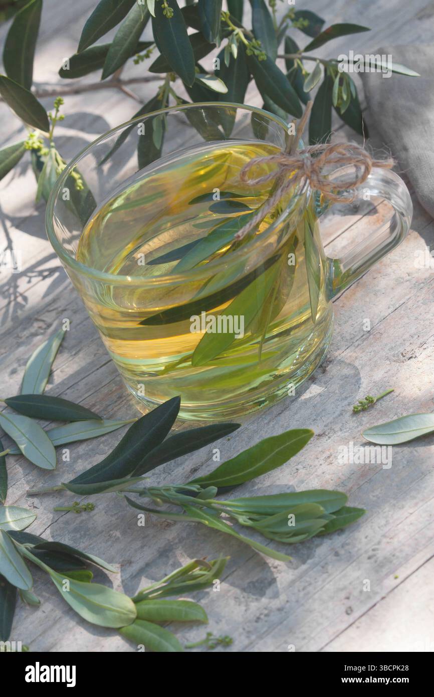 Olivier (Olea europaea ssp. Sativa), thé fait maison à partir de feuilles d'olivier, Croatie Banque D'Images