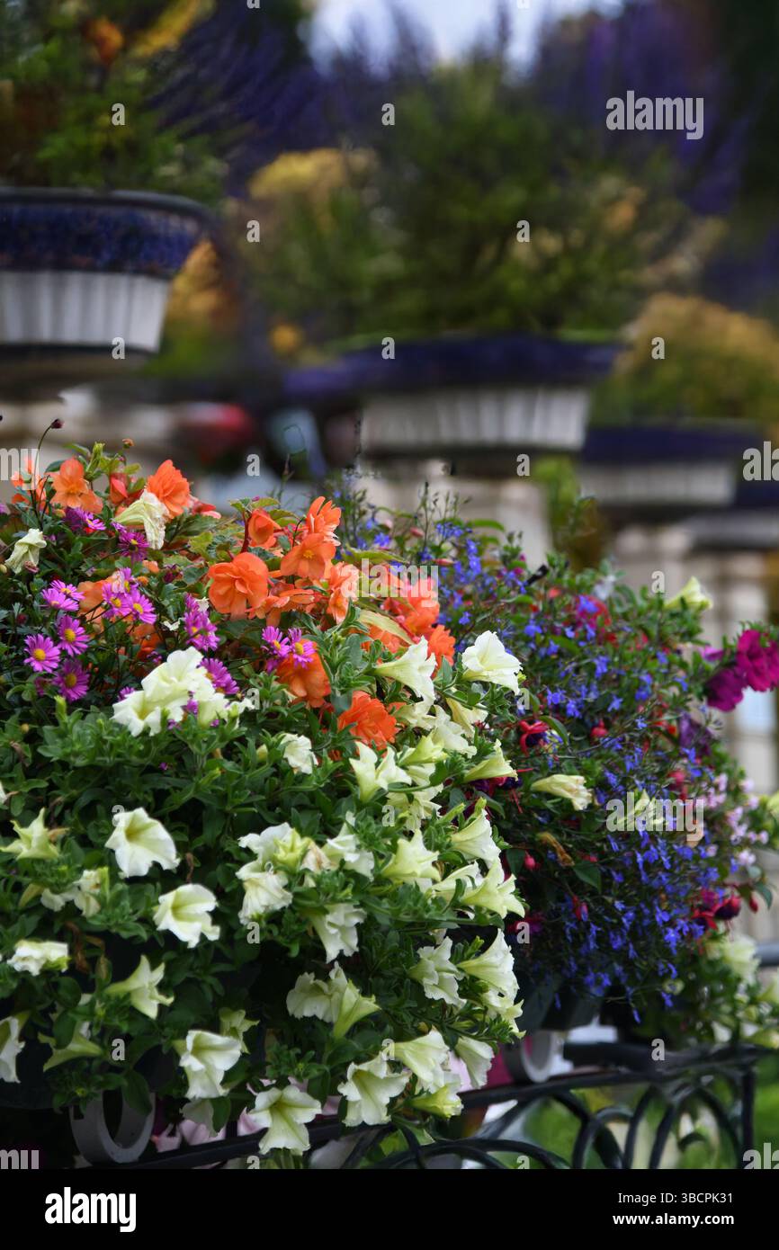 Des fleurs sur un balcon Banque D'Images