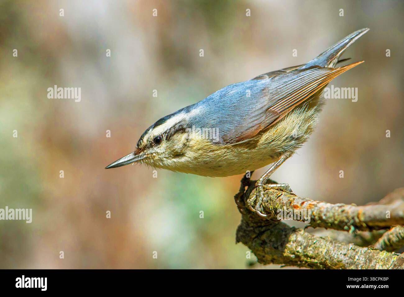 Noix de corse (Sitta whiteheadi), mâle perché sur une branche, France, Corse Banque D'Images