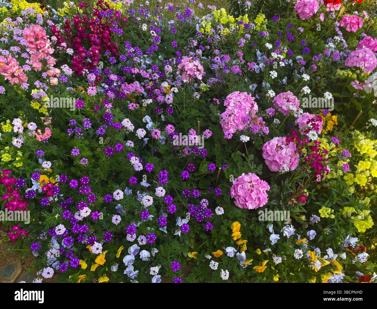 Un groupe vibrant de fleurs brillantes éclate de couleur et de charme, parfait pour ajouter vie, joie et beauté accrocheuse à n'importe quel jardin ou affichage floral. - Image de stock capturée avec un smartphone