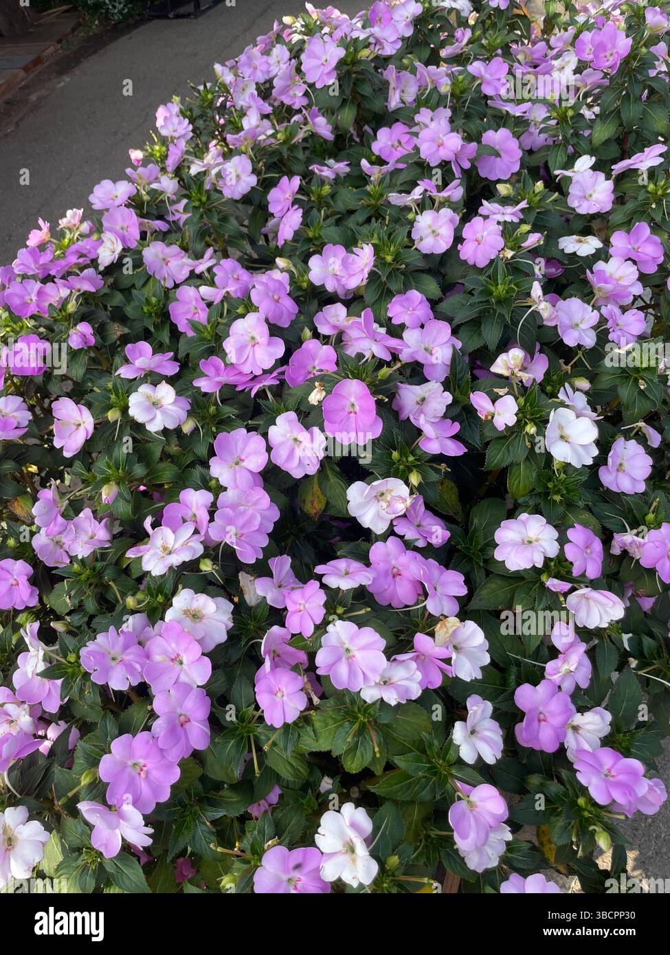 Lumineux et audacieux, les Impatiens de Nouvelle-Guinée apportent des couleurs vives et un feuillage luxuriant à n'importe quel espace, idéal pour les jardins ensoleillés, les paniers suspendus et les expositions animées. - Image de stock capturée avec un smartphone