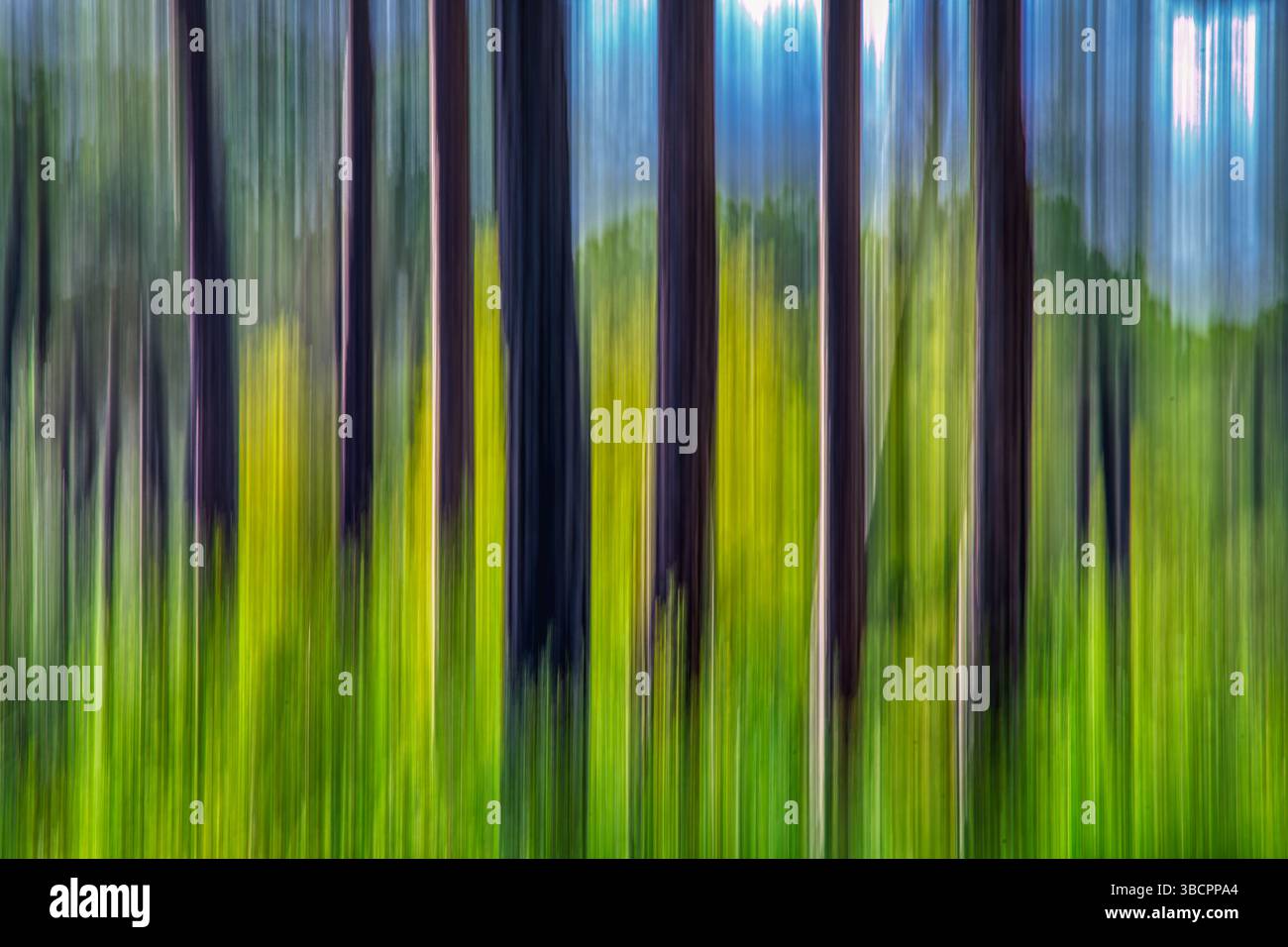 De grands troncs de pin s'étendent vers le haut, capturés avec une longue exposition et un tremblement intentionnel, révélant un feuillage vert éclatant en arrière-plan. Banque D'Images