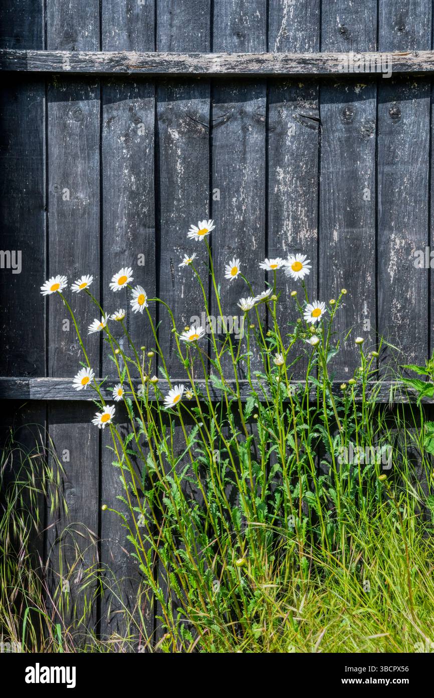 Marguerites Oxeye, Leucanthemum vulgare, poussant dans un jardin Norfolk. Banque D'Images