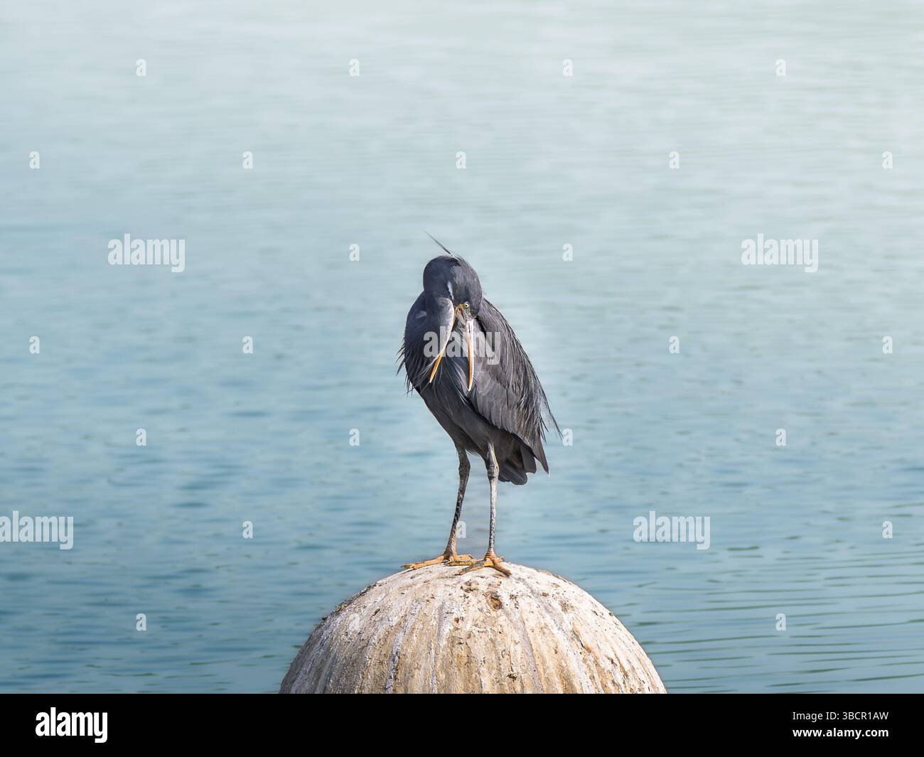 Un héron de couleur foncée aux plumes pelucheuses se perche sur une bouée sur un fond d'eau bleu calme, mettant en valeur son plumage et sa position uniques. Banque D'Images