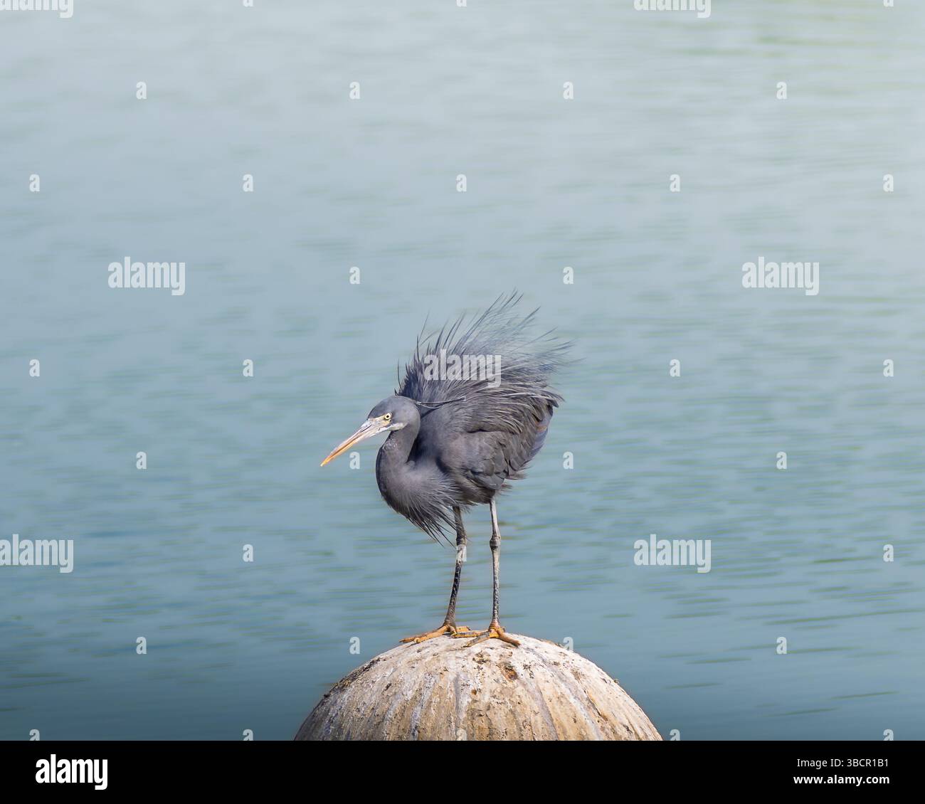 Un héron de couleur foncée aux plumes pelucheuses se perche sur une bouée sur un fond d'eau bleu calme, mettant en valeur son plumage et sa position uniques. Banque D'Images