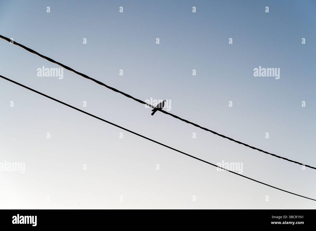 Un oiseau solitaire est perché gracieusement sur une ligne électrique, sur fond d'un ciel bleu clair et expansif pendant les heures de jour Banque D'Images