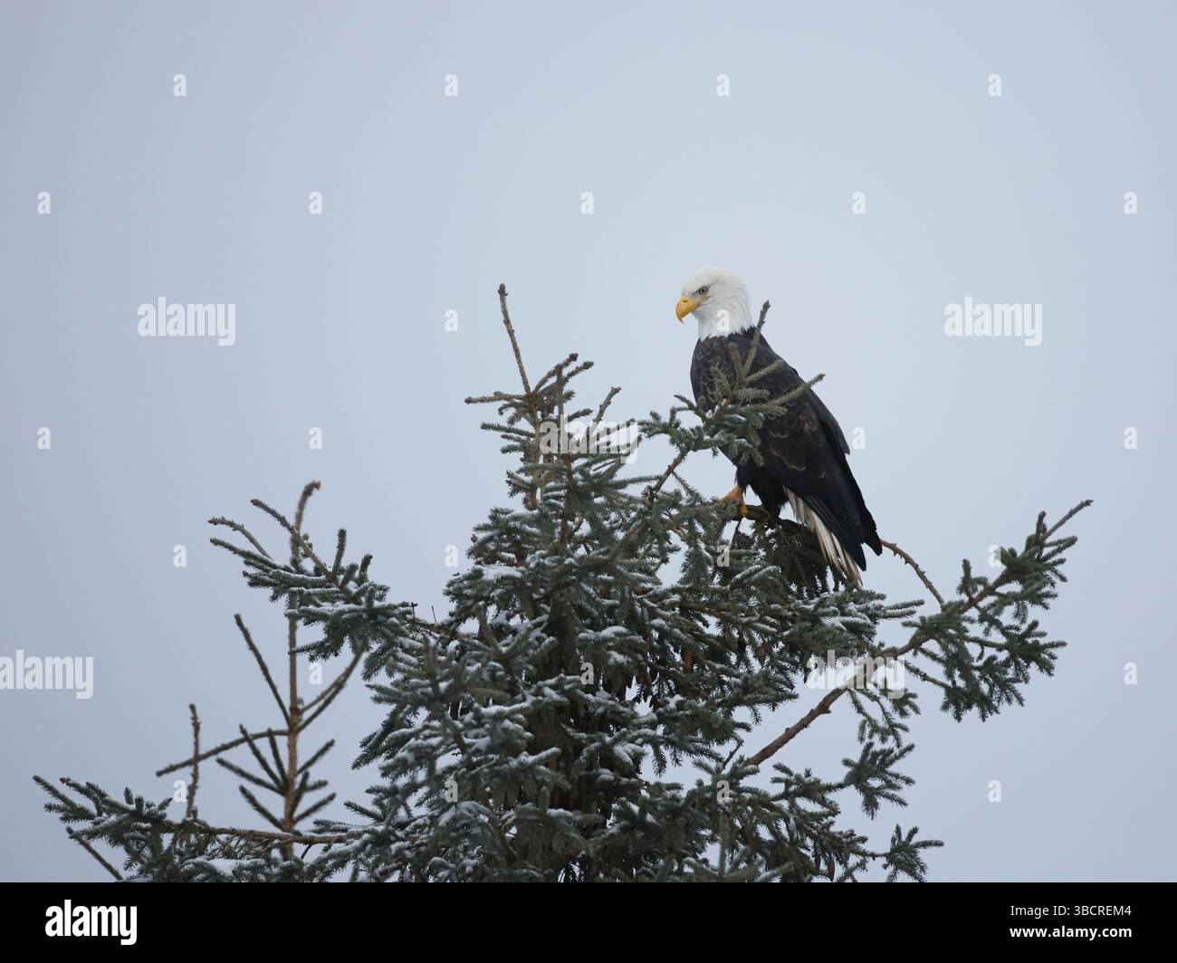 Aigle à tête blanche, haliaeetus leucocephalus, assis au sommet de l'épinette. Banque D'Images Aigle à tête blanche, haliaeetus leucocephalus, assis au sommet de l'épinette. Banque D'Images