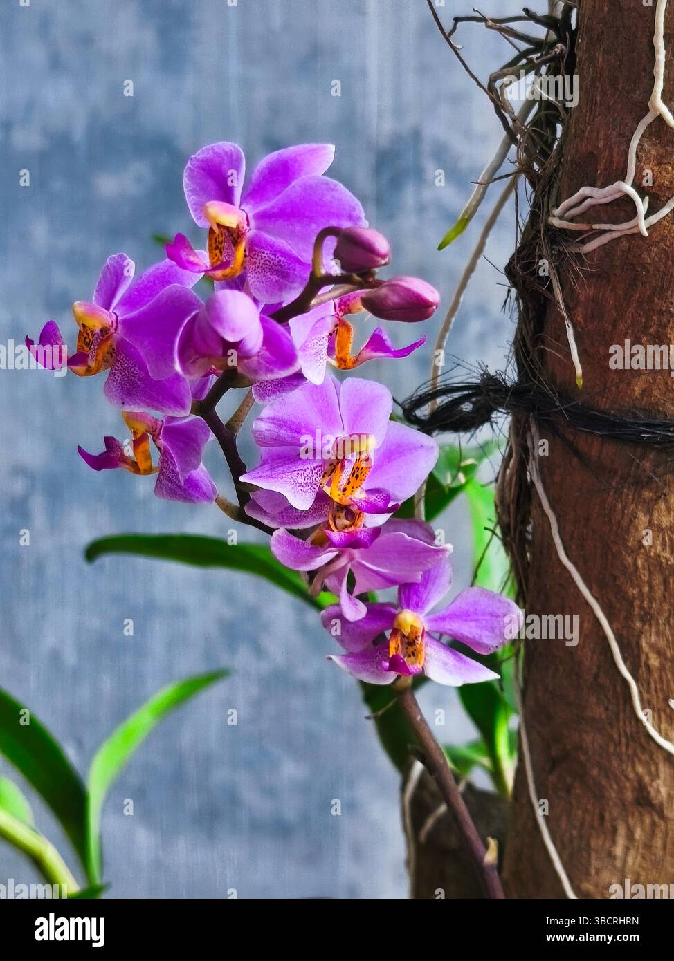 Purple Doritis Orchid ou Phalaenopsis pulcherrima en fleur avec fond flou Banque D'Images