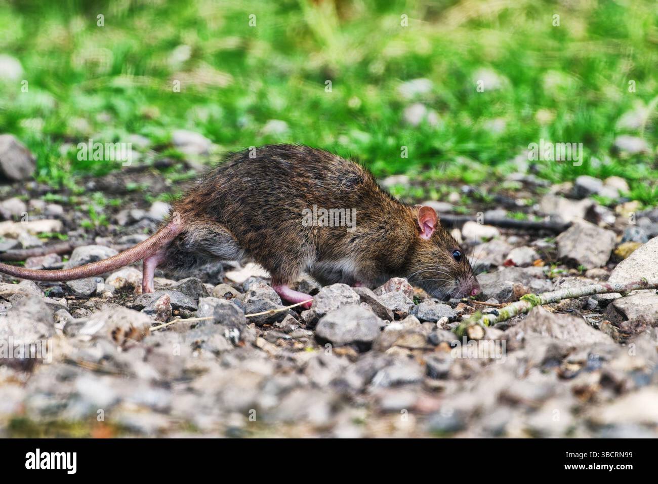 Brown Wild Rat sur un chemin de pierre Banque D'Images