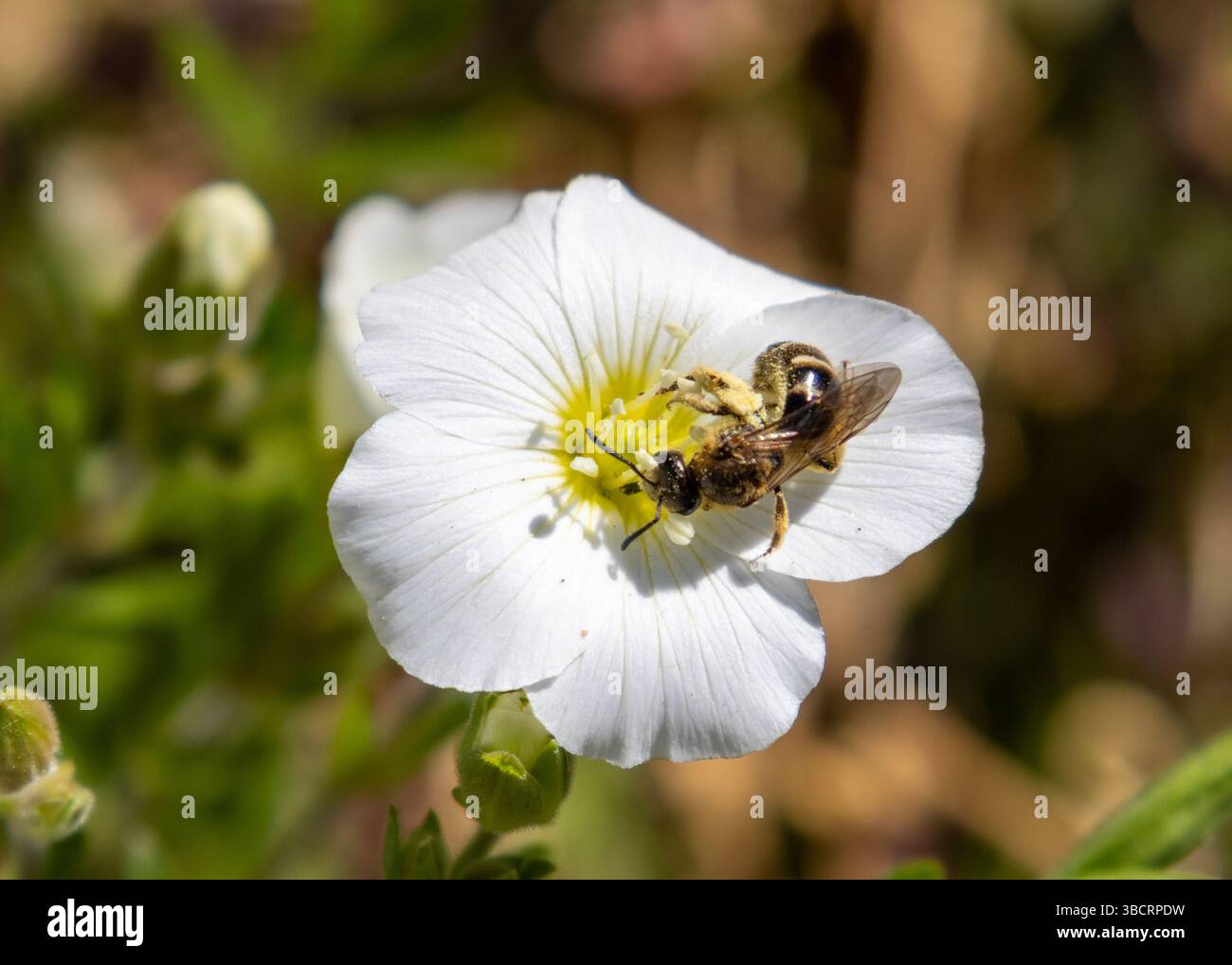 Espèce Lassioglossum abeille sur fleur blanche Banque D'Images