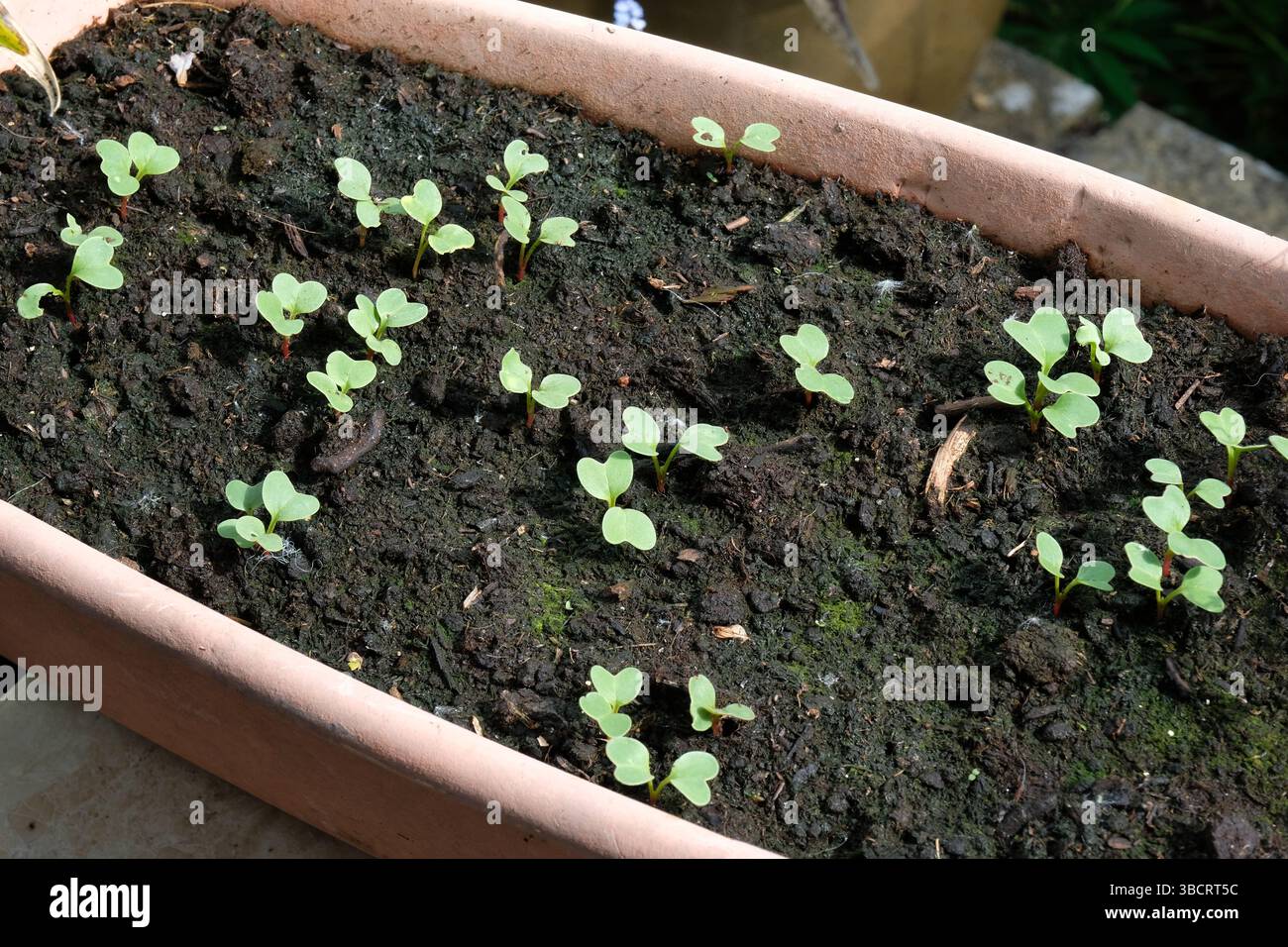 Semis de radis nouvellement germés dans un récipient patio Banque D'Images