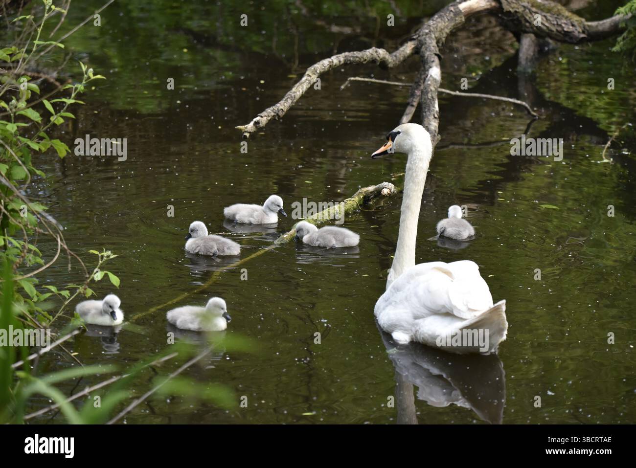Cygne muet adulte (Cygnus olor) nageant loin, à droite de l'image, la tête tournée vers la gauche, avec 6 cygnets à l'avant, Only Days Old, prise en Angleterre, Royaume-Uni en mai Banque D'Images