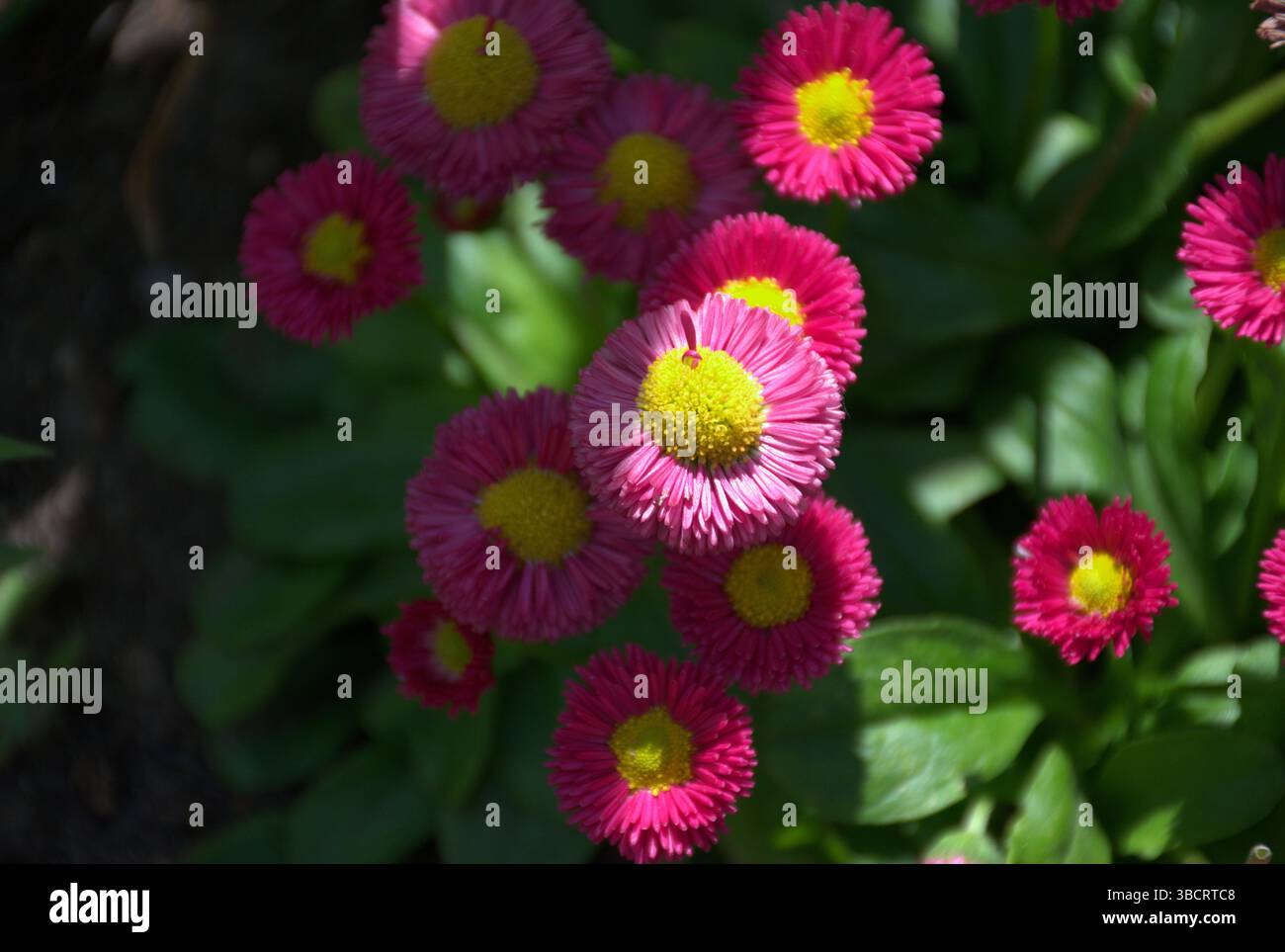 Gros plan d'un éclat de marguerites anglaises roses (Bellis perennis) avec des centres jaunes fleurit brillamment dans un lit de jardin. Entouré de feuilles vertes luxuriantes. Banque D'Images