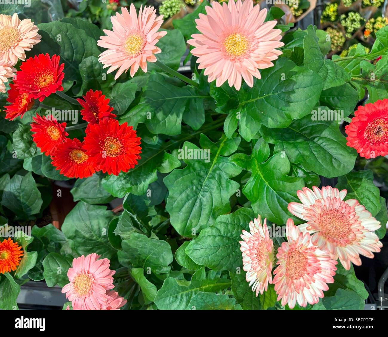 Des fleurs colorées dans les tons de rose et de rouge sont affichées parmi les feuilles vertes luxuriantes dans un centre de jardin animé. La lumière du soleil met en valeur le SC animé Banque D'Images