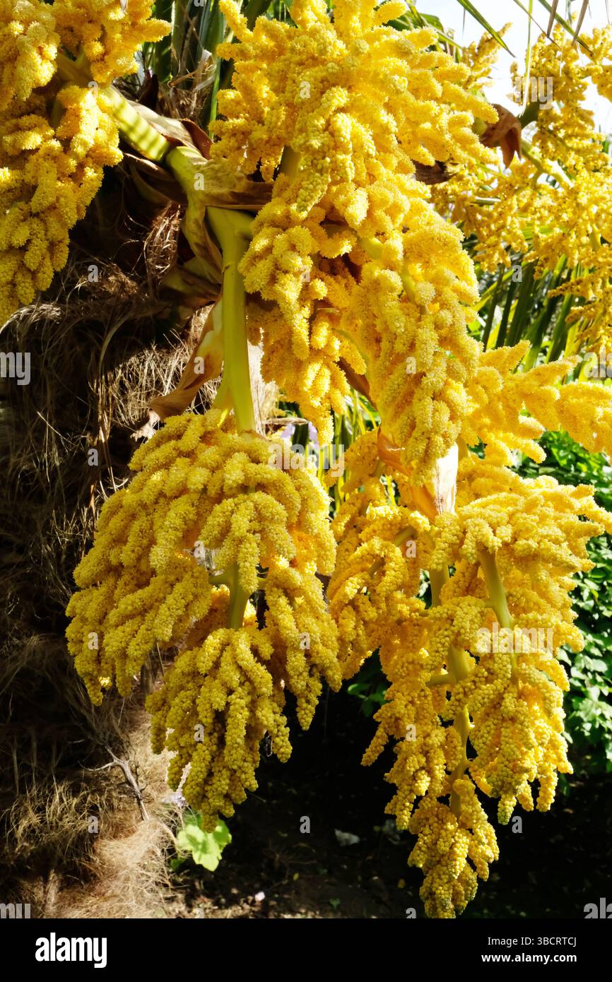 Les têtes de fleurs jaunes de Trachycarpus Fortunei - John Gollop Banque D'Images