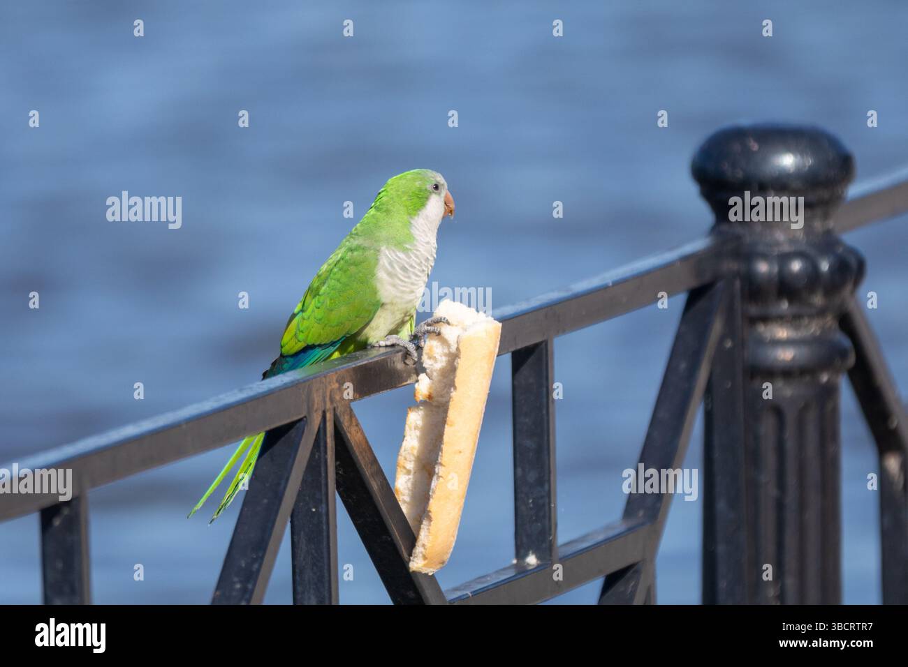 Un moine perruche ou perroquet argentin (Myiopsitta monachus) apprécie une trouvaille de pain. Les oiseaux peuvent imiter la parole humaine. Banque D'Images