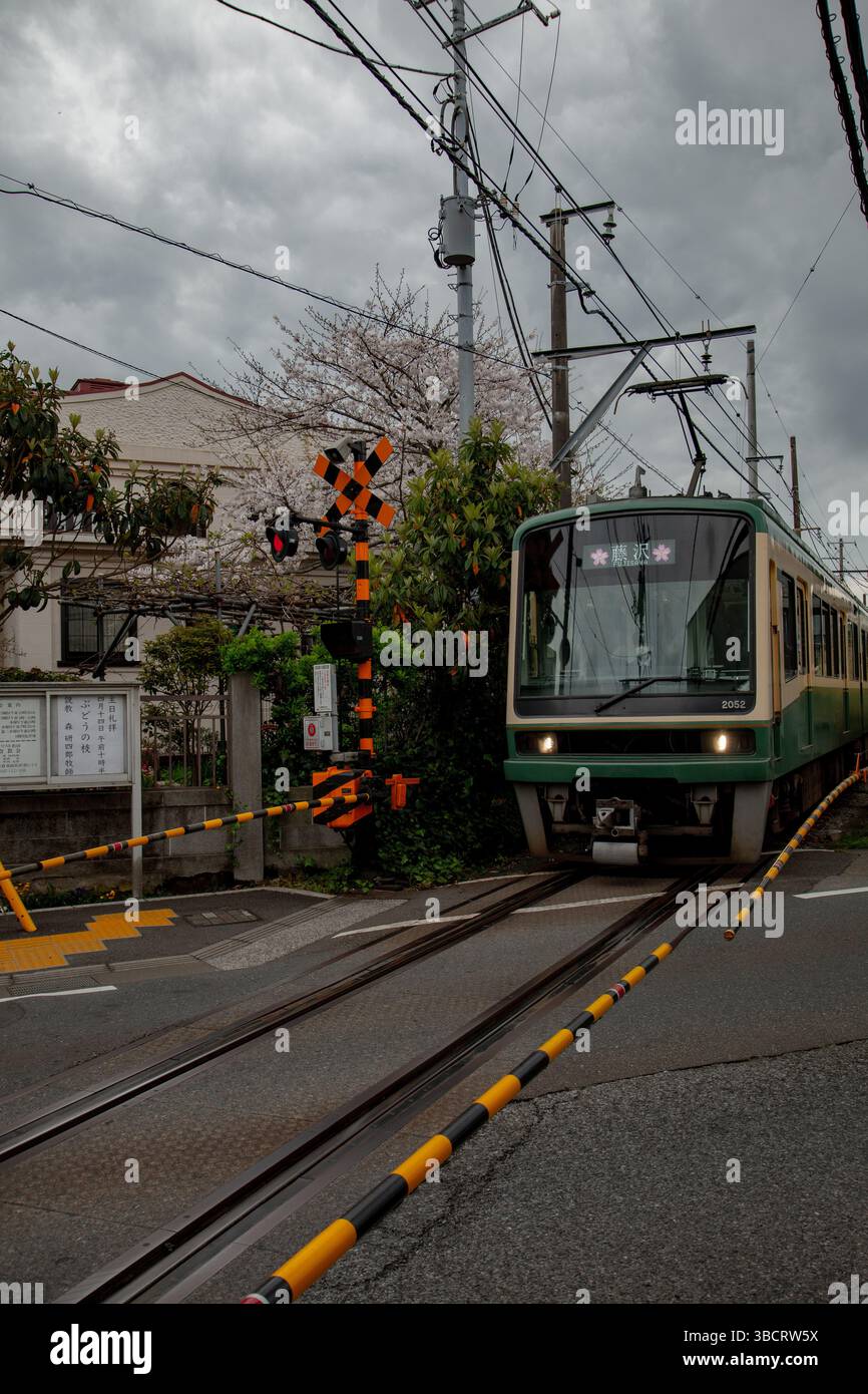 Green Enoden tramway passant devant des maisons traditionnelles et des cerisiers en fleurs à Kamakura, au Japon Banque D'Images