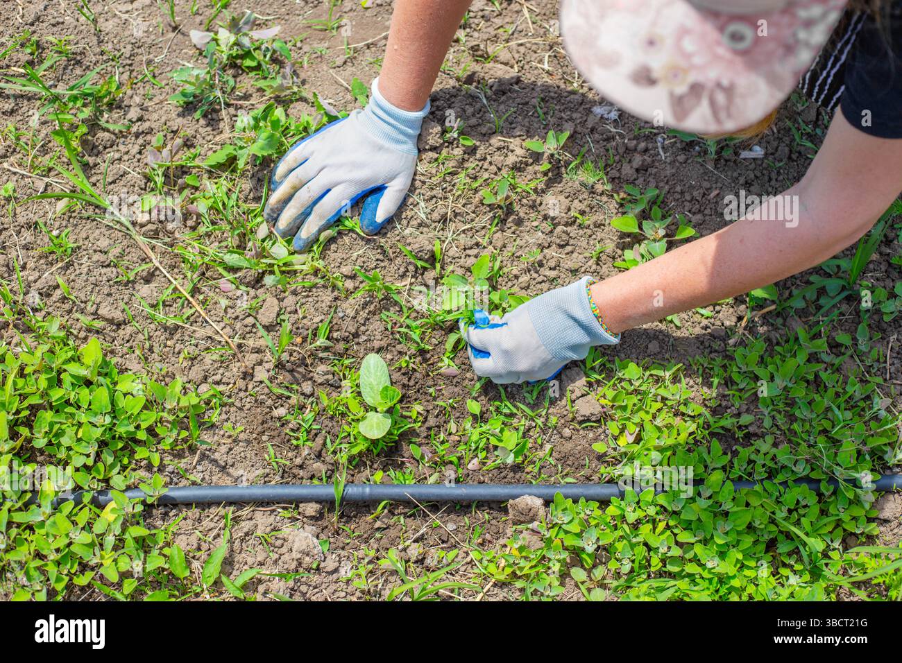 Une femme en gants désherbe les courgettes, les citrouilles et les plants de melon poussant dans des lits avec irrigation goutte à goutte. Désherbage, désherbage des semis. Banque D'Images