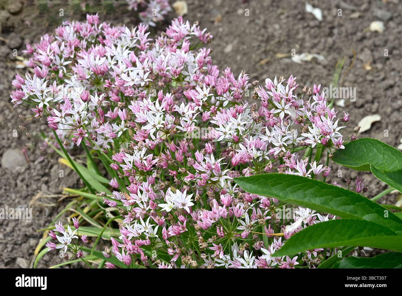 Fleurs printanières roses et blanches d'oignon ornemental Allium trifoliatum 'Cameleon', jardin britannique mai Banque D'Images