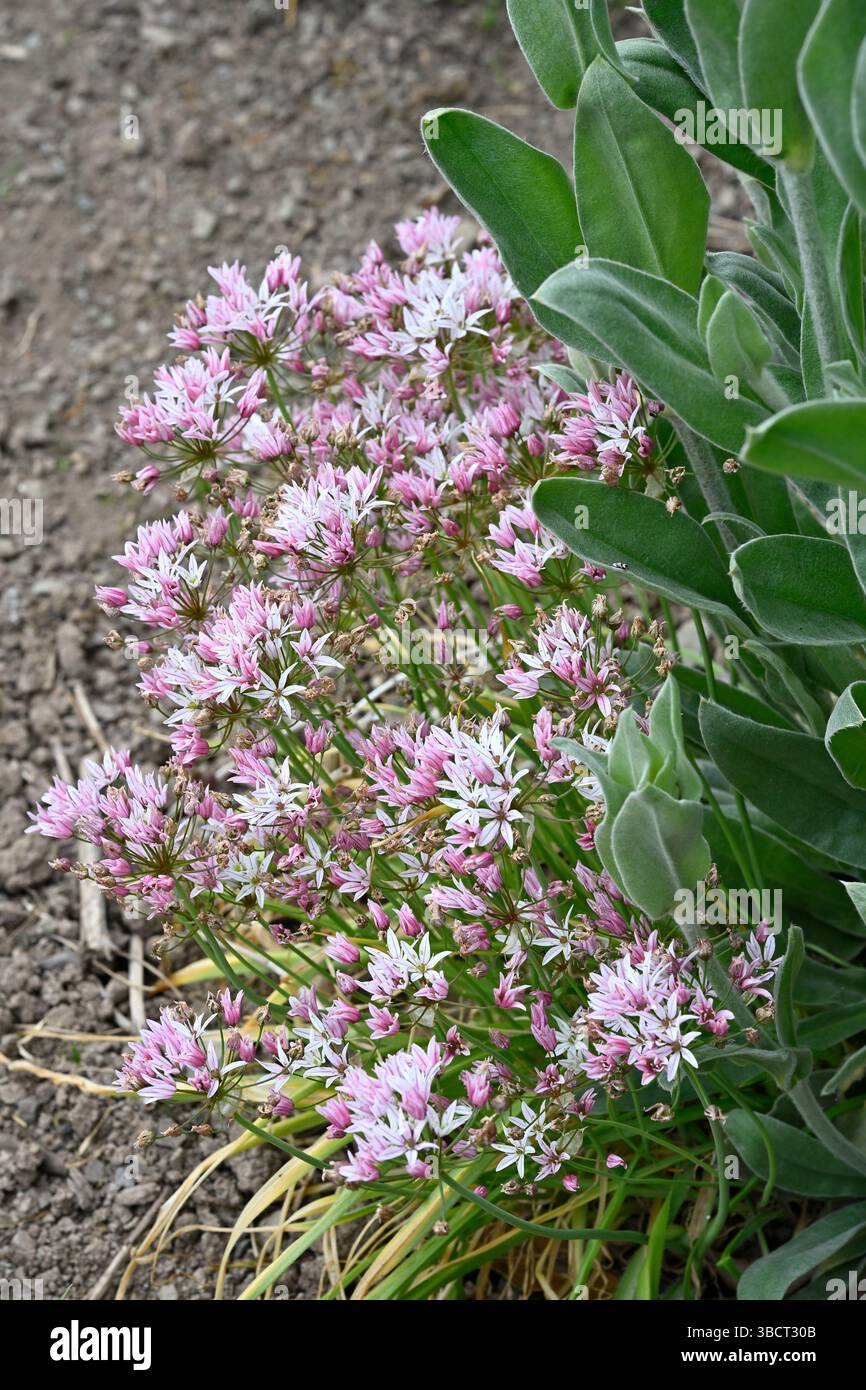 Fleurs printanières roses et blanches d'oignon ornemental Allium trifoliatum 'Cameleon', jardin britannique mai Banque D'Images