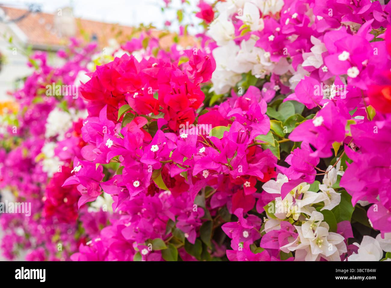Fleurs de bougainvilliers colorés vifs en pleine floraison avec des pétales roses, rouges et blancs créant un fond floral vibrant. Fond de nature abstraite Banque D'Images