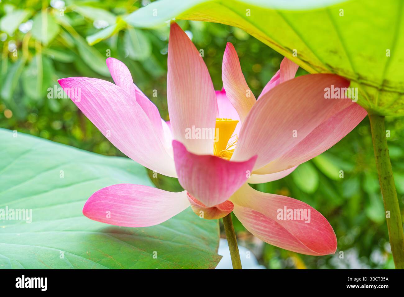 Fleurs de bougainvilliers colorés vifs en pleine floraison avec des pétales roses, rouges et blancs créant un fond floral vibrant. Fond de nature abstraite Banque D'Images