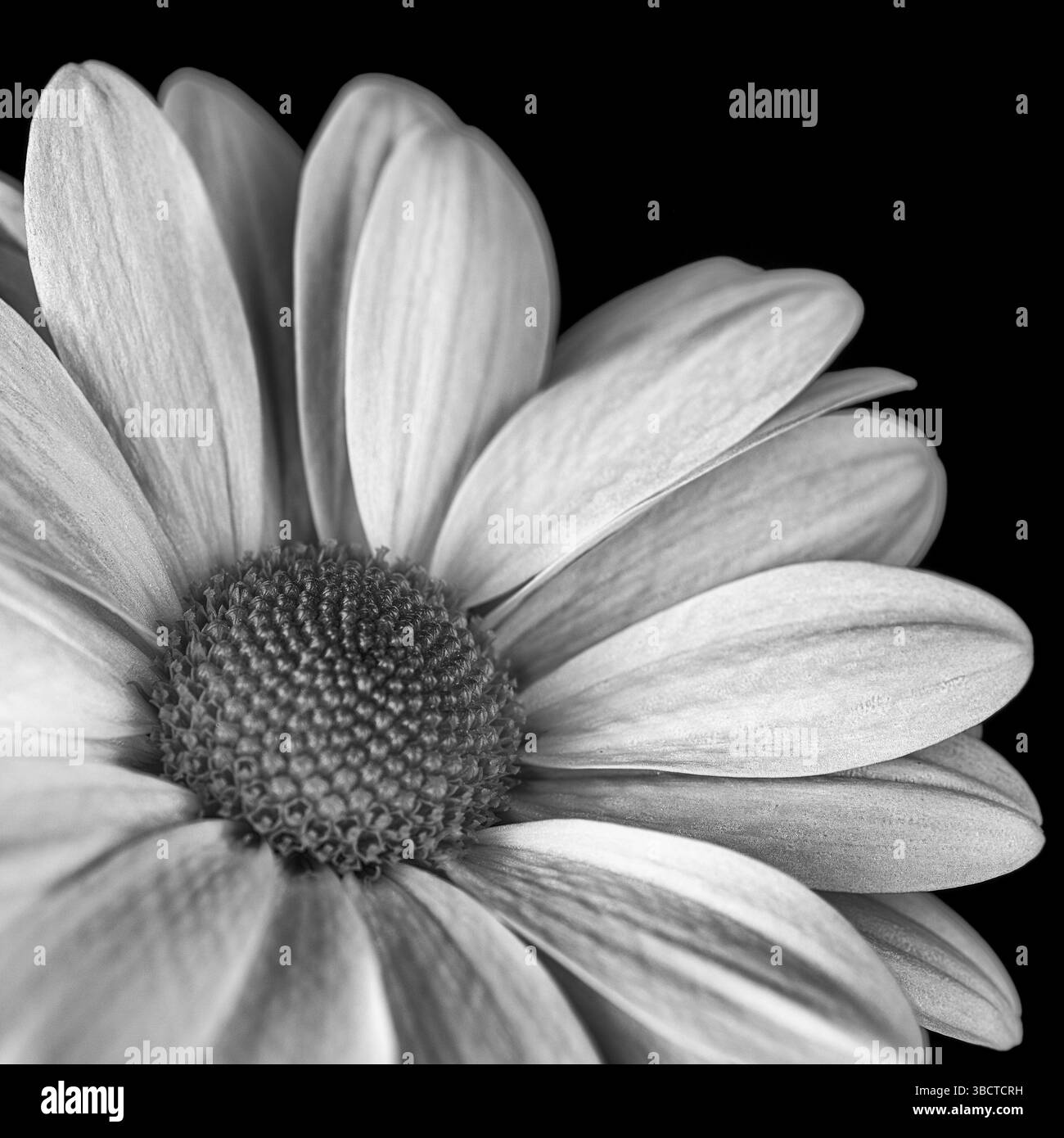 Single Florist's Daisy en fond noir et blanc Banque D'Images
