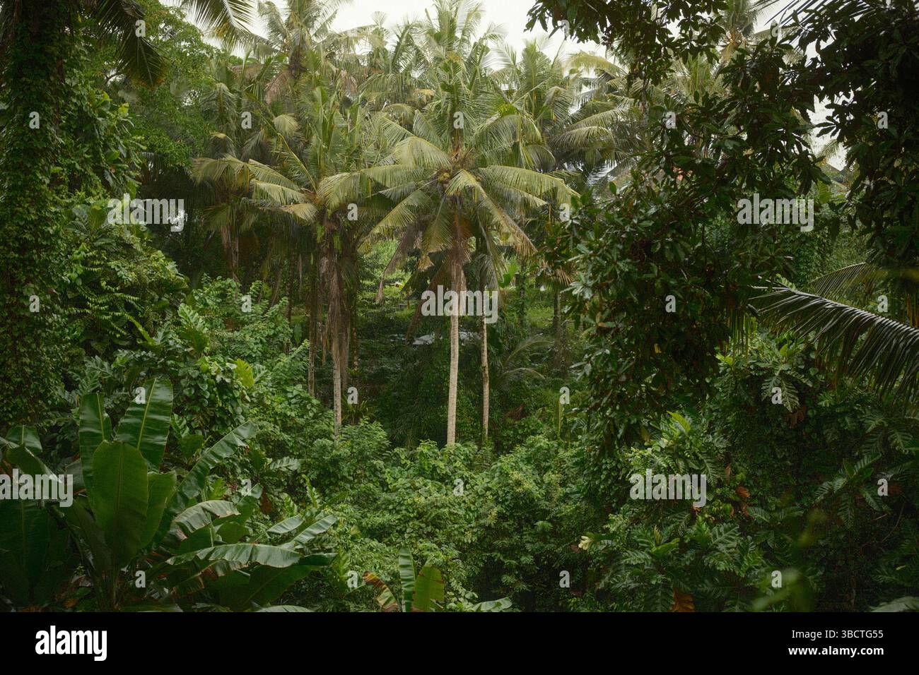 Forêt tropicale luxuriante avec de grands palmiers et un feuillage riche Banque D'Images
