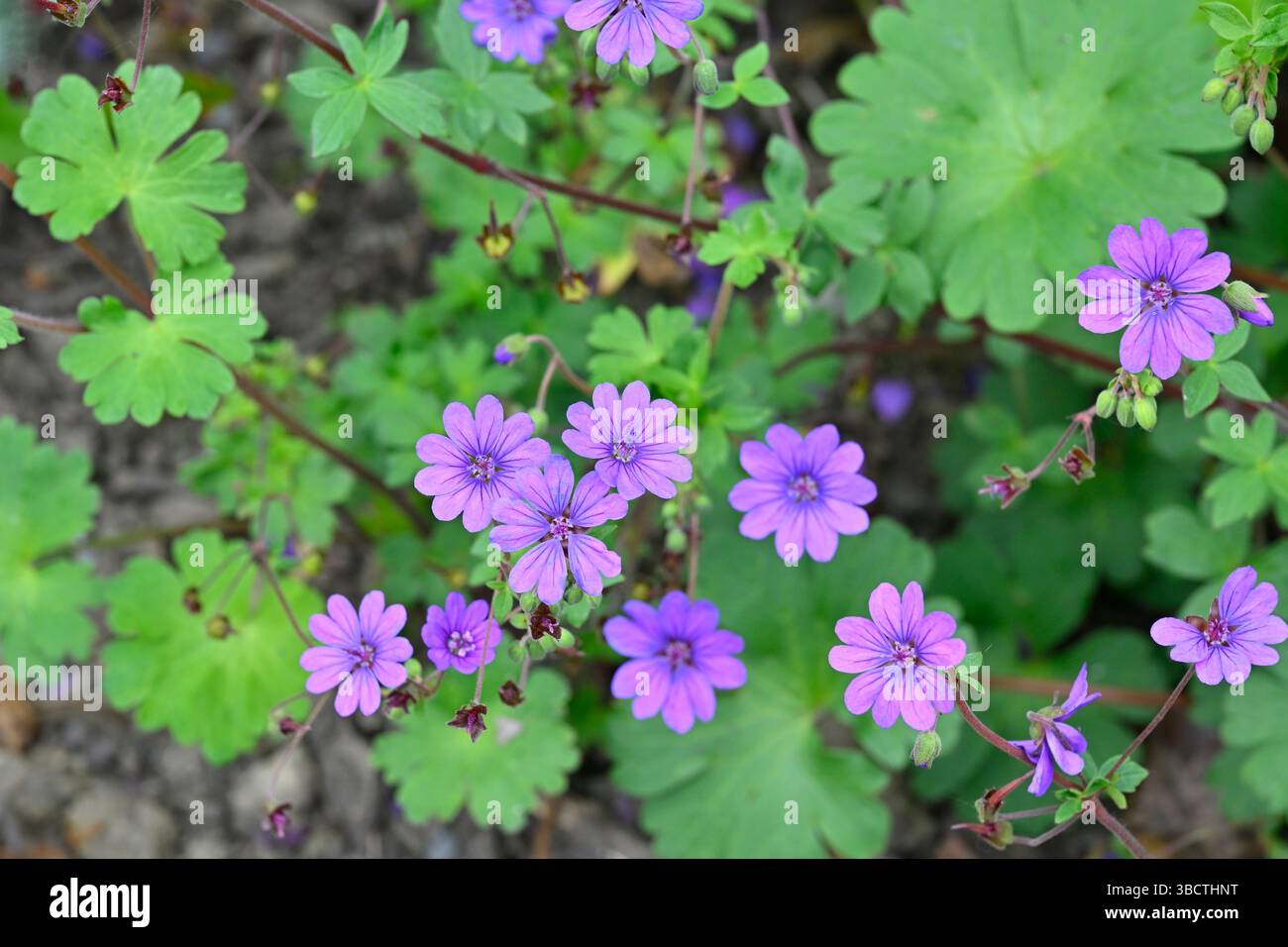 Fleurs de printemps violettes de Geranium pyrenaicum rustique Bill Wallis UK jardin mai Banque D'Images