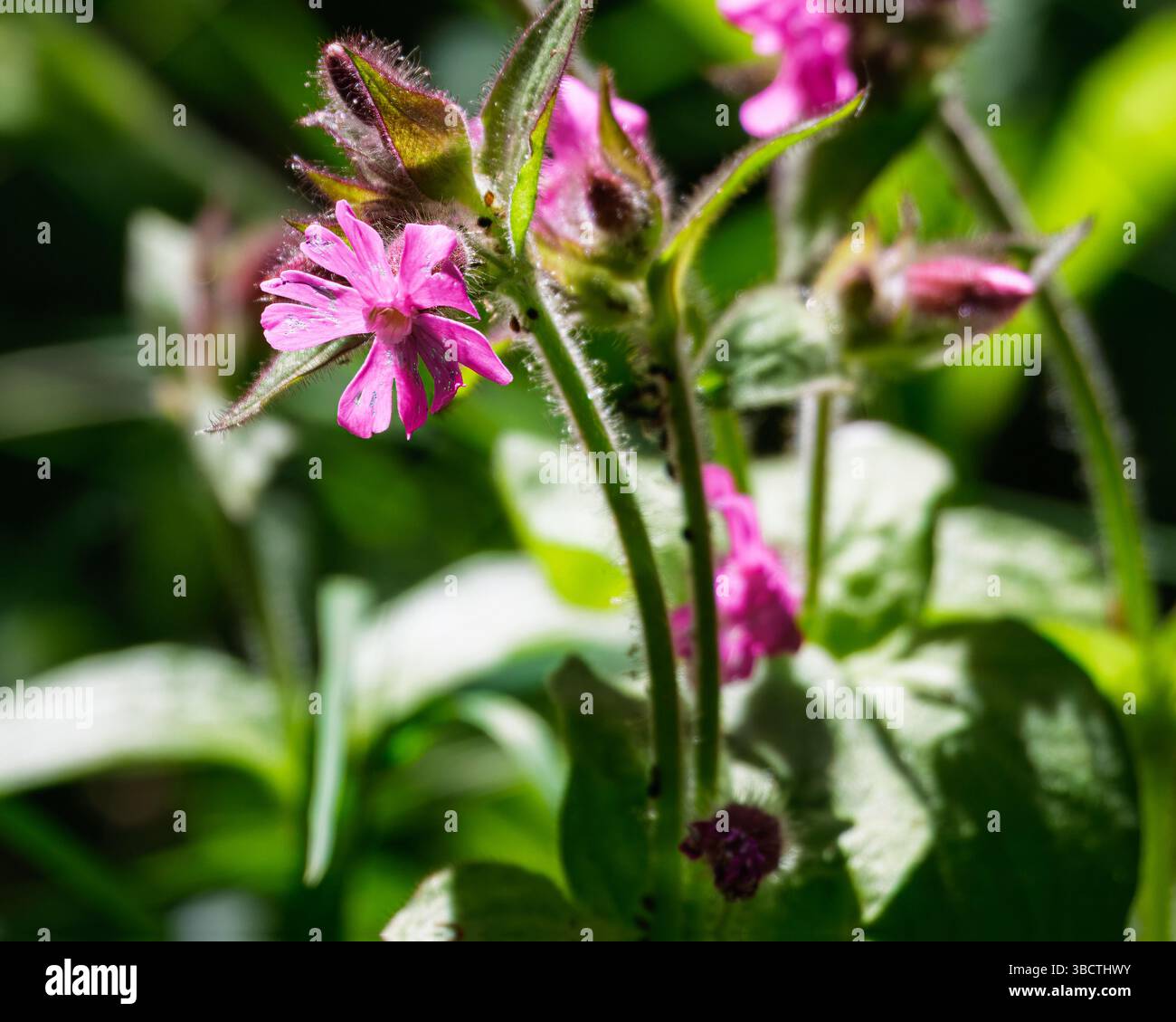 Fleurs de Campion rouge dans la réserve naturelle Northumberland, mai 2025 Banque D'Images