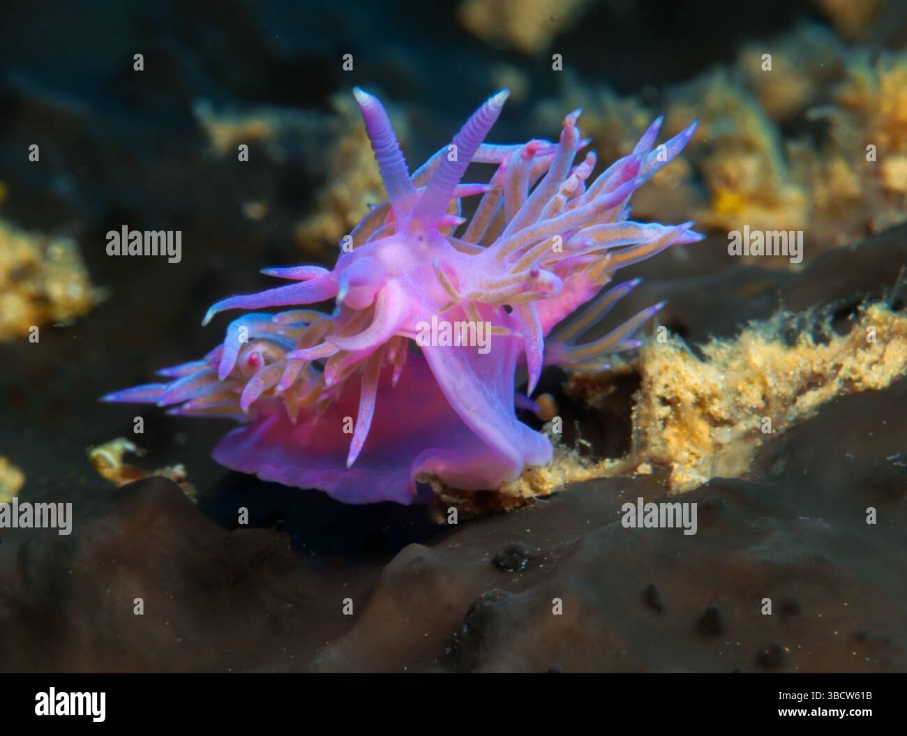 Nudibranche Flabellina affinis Banque D'Images