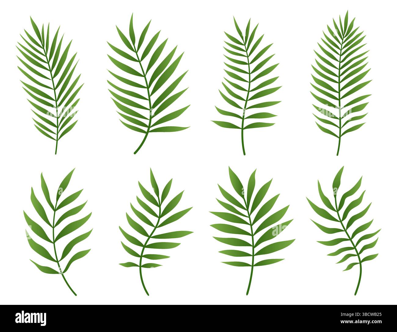 Ensemble de feuilles de palmier vert isolé sur fond blanc. Collection de feuilles tropicales de palmier ou de noix de coco Illustration de Vecteur