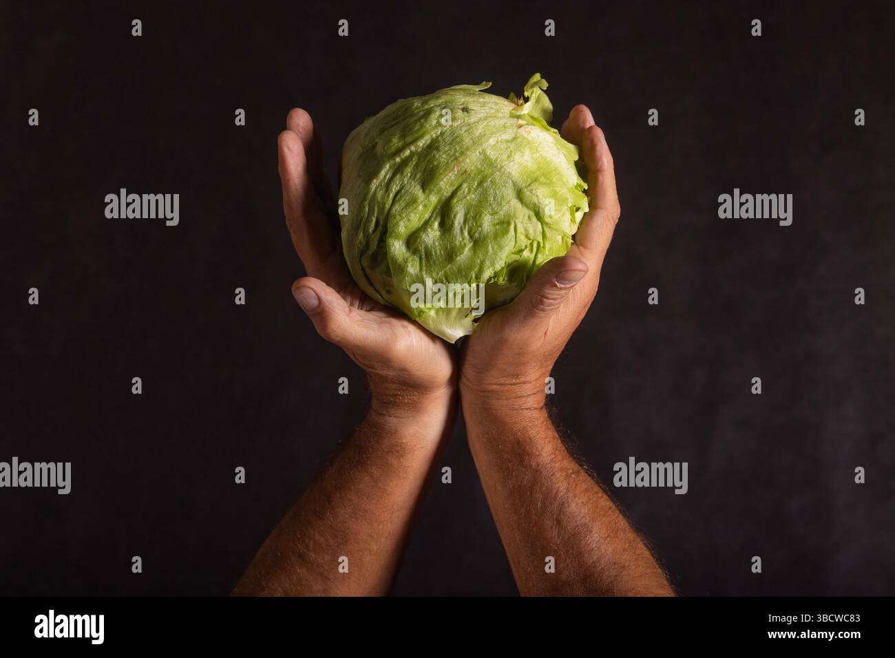 Deux mains tiennent une tête de laitue iceberg (Lactuca sativa var. capitata) sur fond sombre. La laitue est fraîche et croustillante, avec un vert clair Banque D'Images