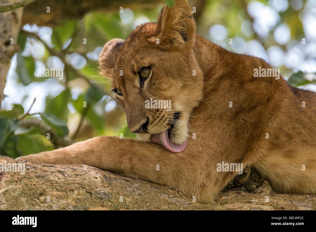 Afrique, Ouganda, Ishasha, Parc national de la Reine Elizabeth. Lionne dans l'arbre, reposant sur la branche. Banque D'Images