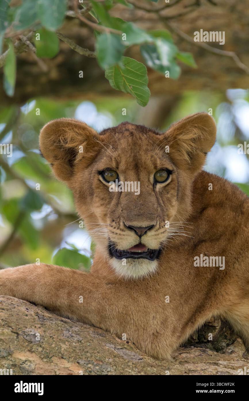 Afrique, Ouganda, Ishasha, Parc national de la Reine Elizabeth. Lionne dans l'arbre, reposant sur la branche. Banque D'Images