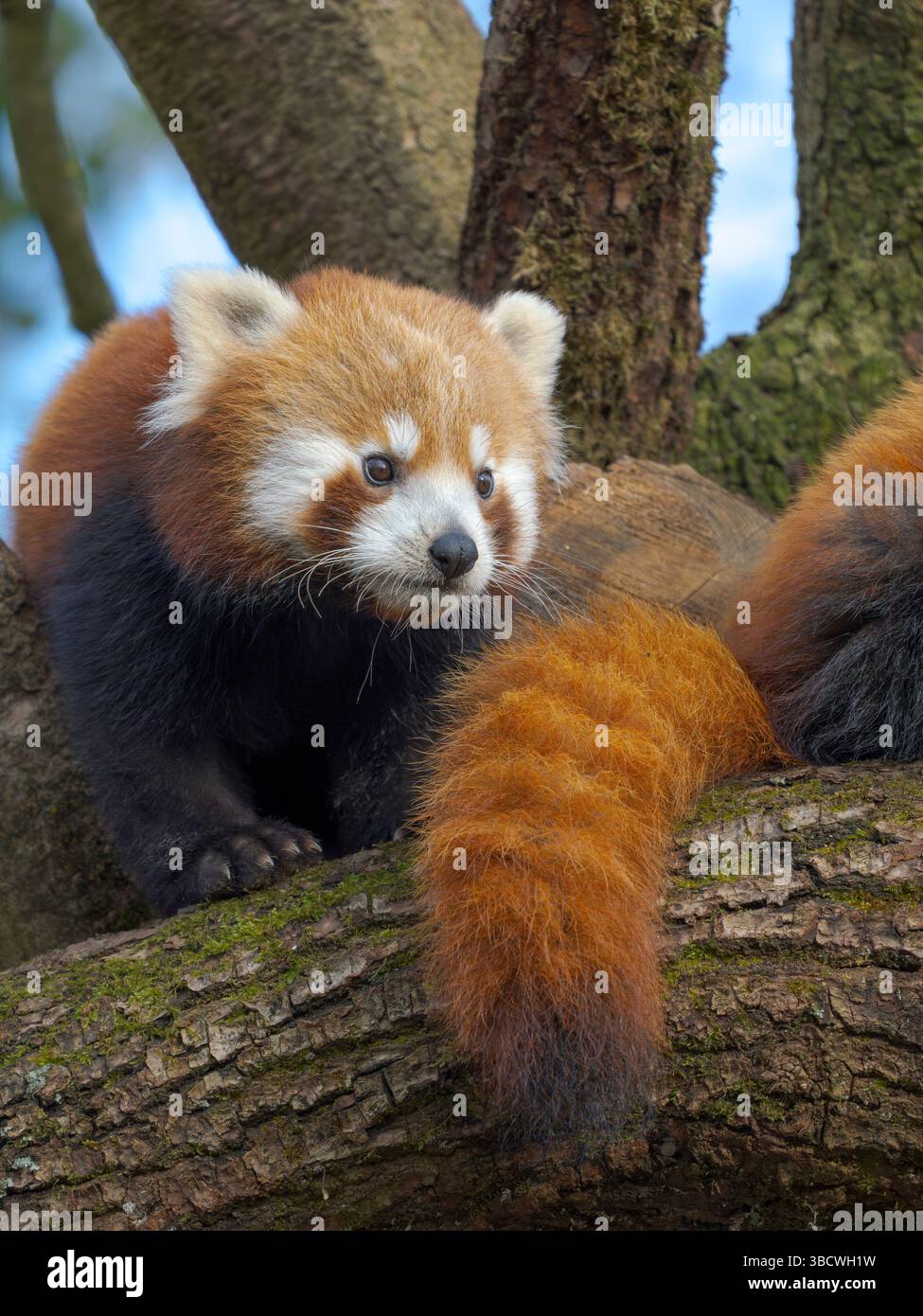 Red Panda ou Lesser Panda au zoo Hellabrunn de Munich. Allemagne, Munich Banque D'Images