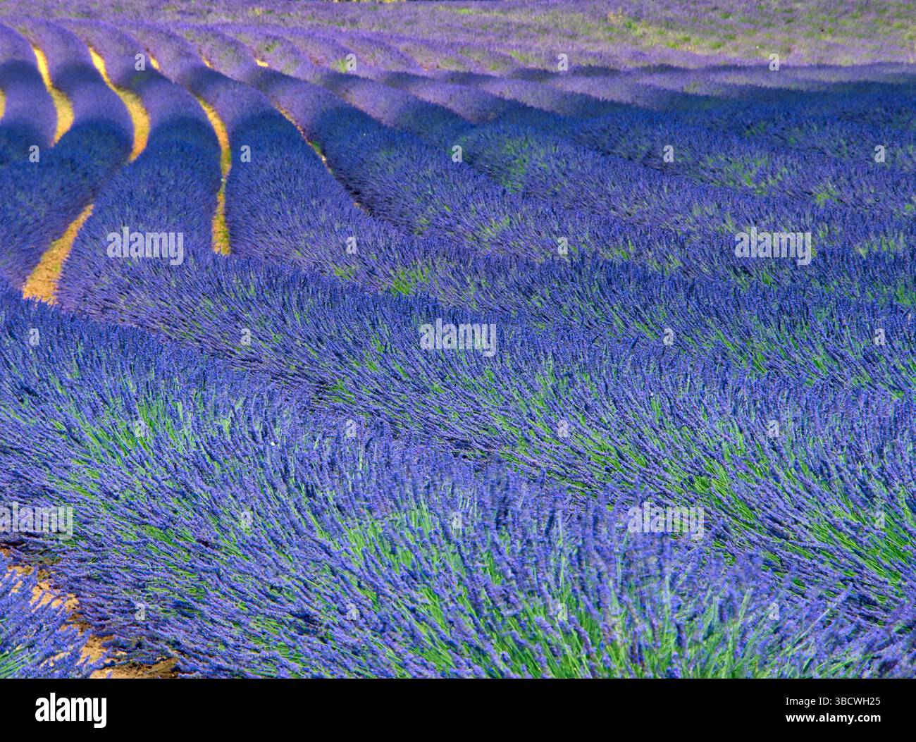 France, Provence. Motif S-cure dans la lavande Banque D'Images