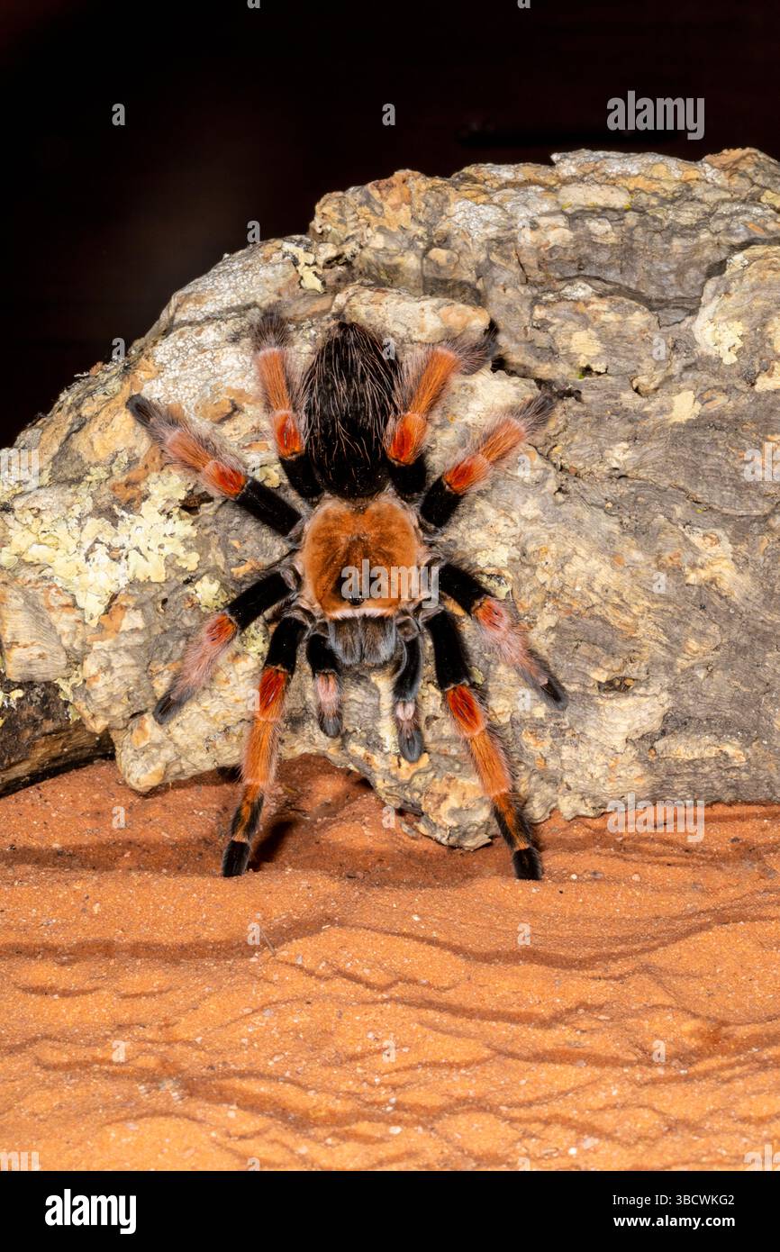 Red Rump Tarantula, Mexique Banque D'Images