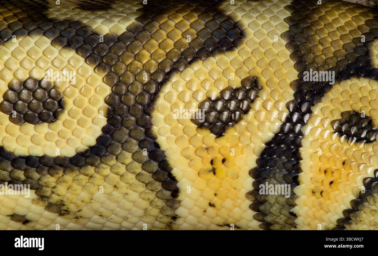 Pythons de balle. Banque D'Images