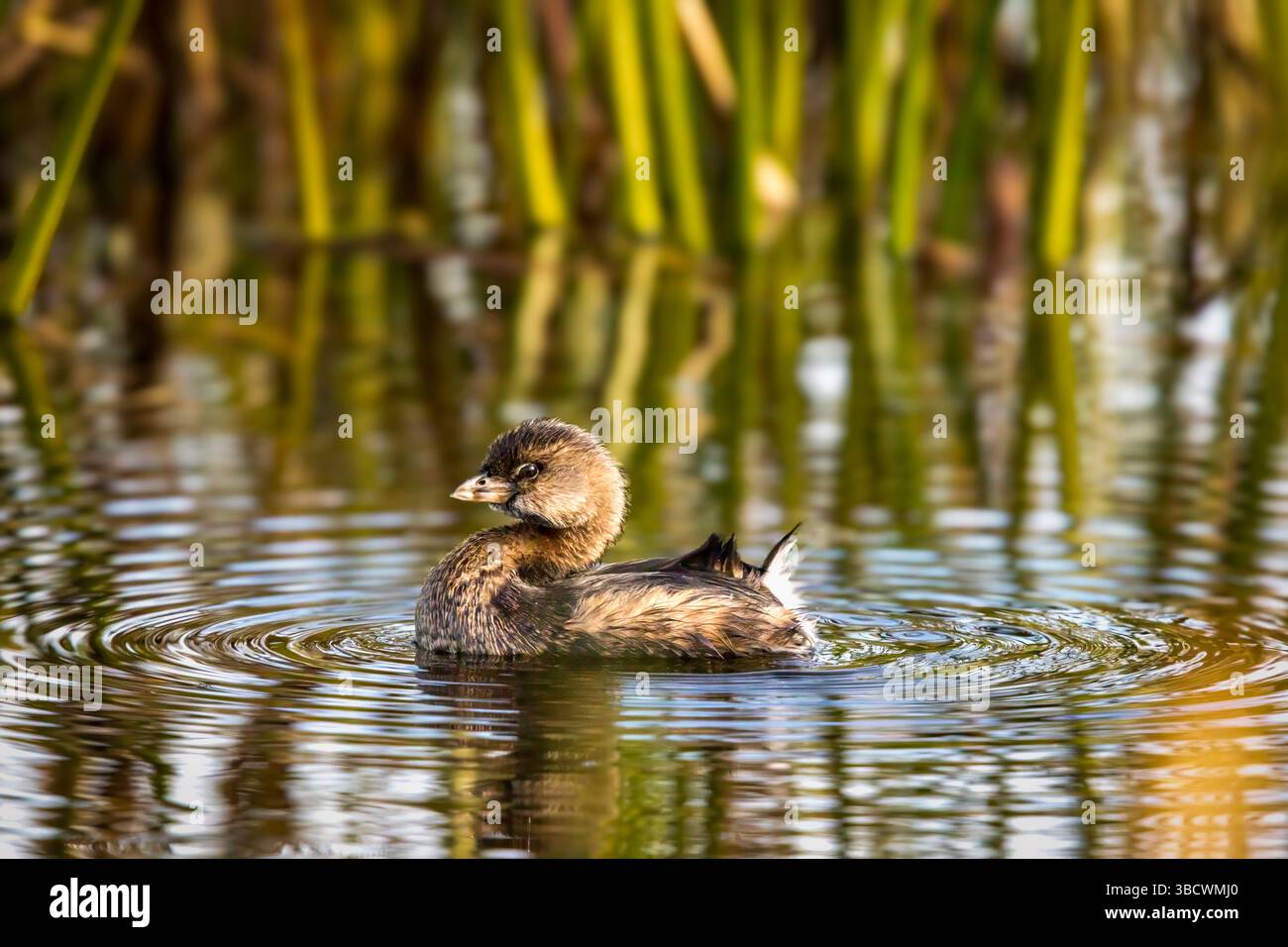 Une grèbe à bec de pied flotte tranquillement dans le marais des marais de Viera Wetlands dans le comté de Brevard, Floride, États-Unis. Banque D'Images