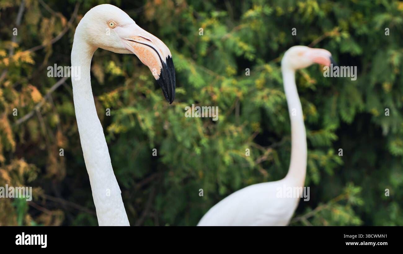 Gros plan d'un plus grand flamant se pliant le cou dans un zoo, avec un autre flamant en arrière-plan et un feuillage vert Banque D'Images
