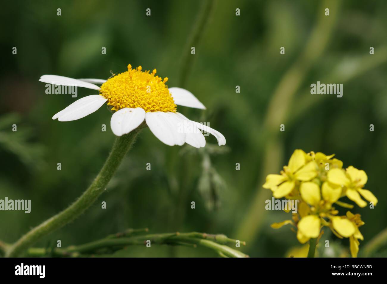 Fleur de camomille sauvage à côté de l'inflorescence de moutarde sauvage, Alcoy, Espagne Banque D'Images