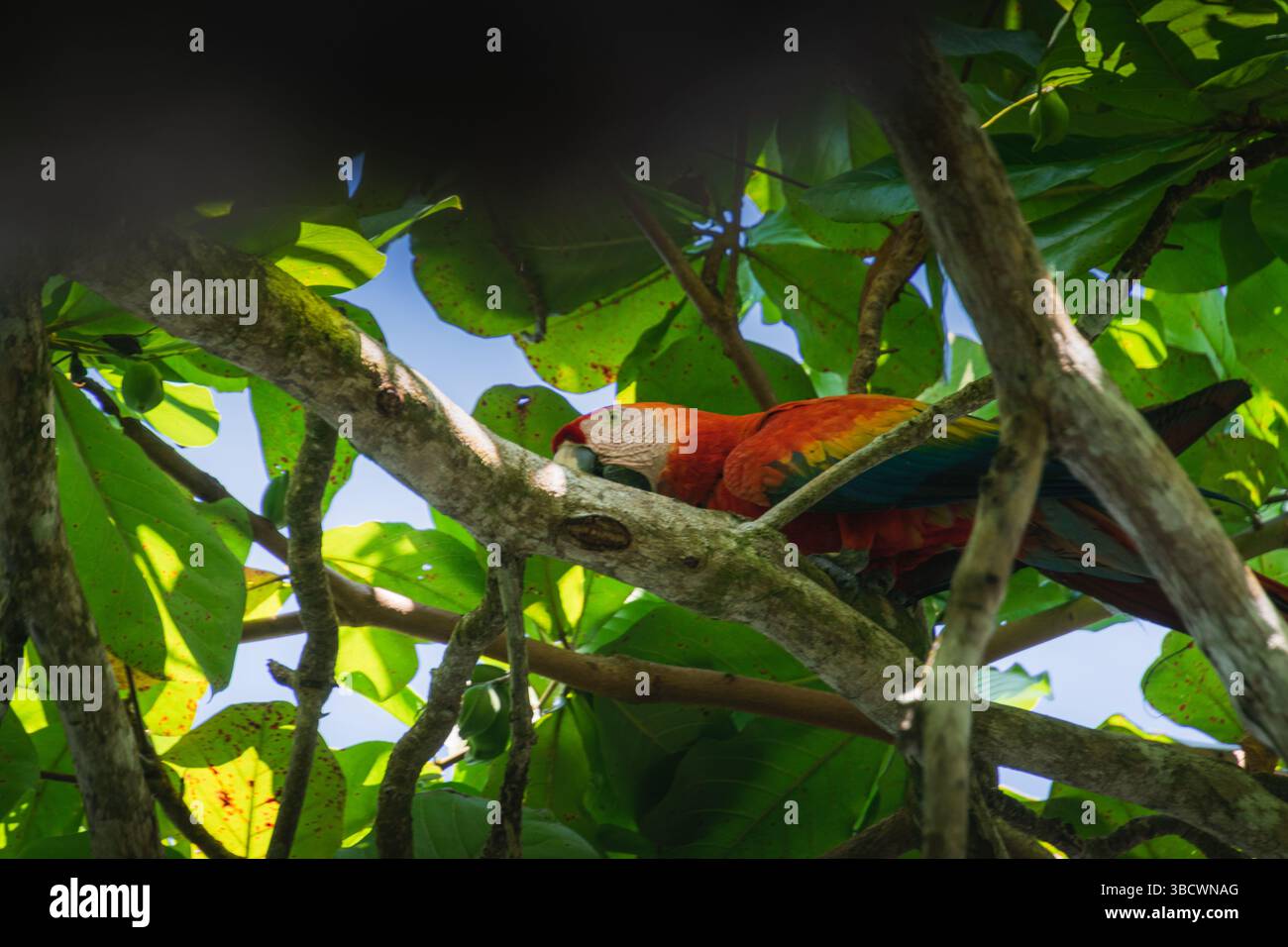 Perroquet d'aras se cachant parmi les feuilles vertes dans un arbre tropical, Banque D'Images