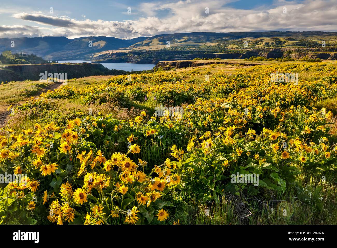 États-Unis, Oregon. Rowena Crest sur la vieille route 30 au-dessus du fleuve Columbia et floraison printanière de balsamroot Banque D'Images
