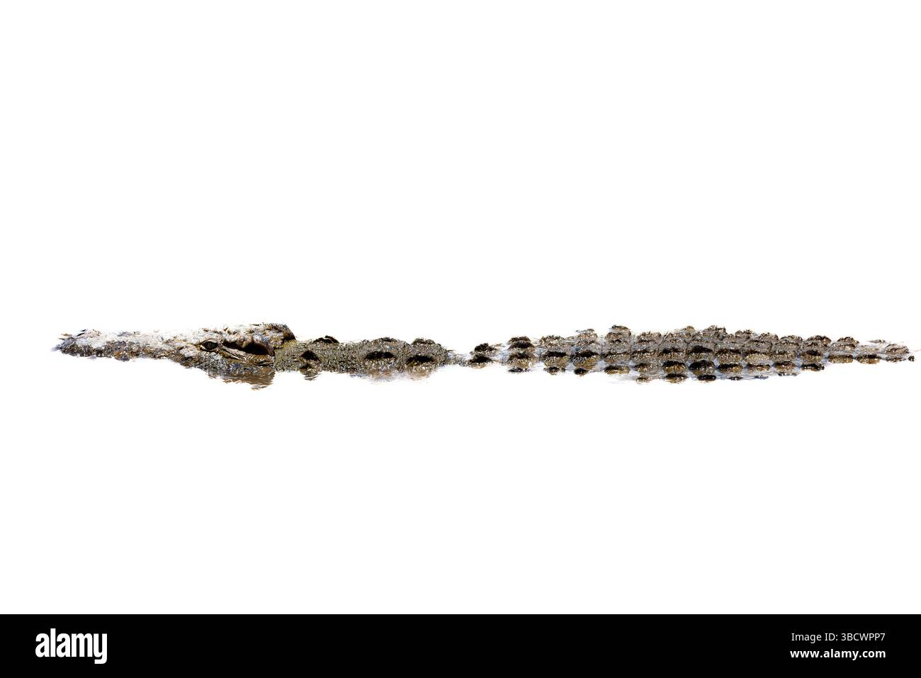 Crocodile du Nil - image haute clé Banque D'Images
