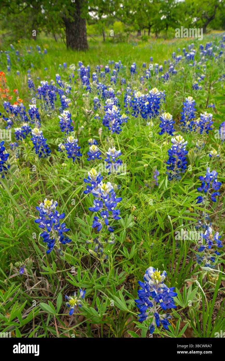 États-Unis, Texas, Hill Country. Champ avec des fleurs de bluebonnet. Banque D'Images