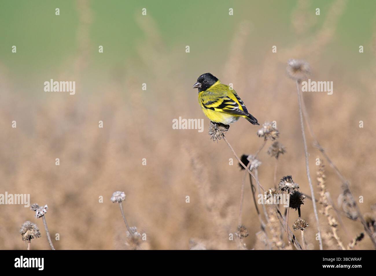 Hooded Siskin, dans l'environnement Calden Forest, la Pampa, Argentine. Banque D'Images
